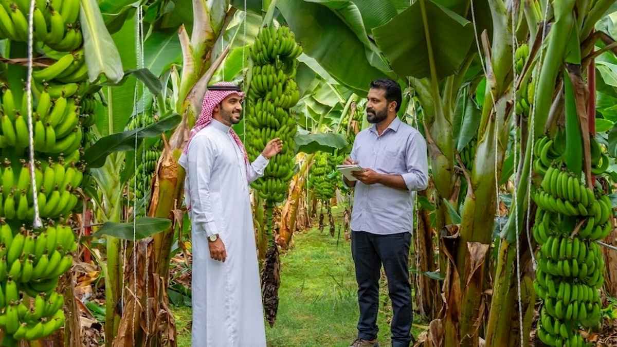സൗദിയിൽ വാഴ നട്ട് പണക്കാരനാകാം; സ്വകാര്യ മേഖലയിൽ നിന്ന് നിക്ഷേപം ക്ഷണിച്ച് പരിസ്ഥിതി മന്ത്രാലയം