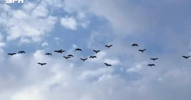 ‎സൗദിയിൽ ശരത്കാലം ആരംഭിച്ചു